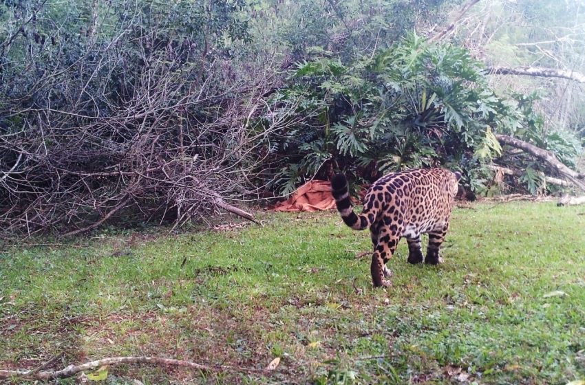  Yaguareté atacó y mató a un perro en Iguazú