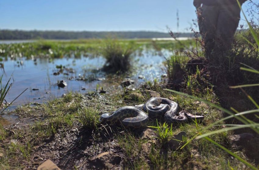  Candelaria: liberaron una boa curiyú de 3 metros y 7 kilos rescatada por la Policía Ambiental