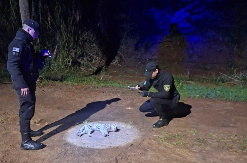  Puerto Esperanza: hallaron un margay atropellado en un camino vecinal