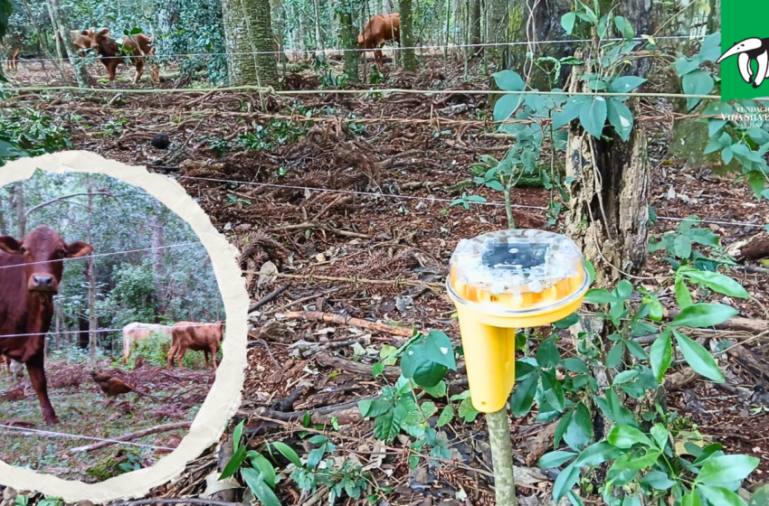  Vida Silvestre entregó equipamiento y asesoró a productor por ataque de yaguareté a su ganado en Puerto Esperanza