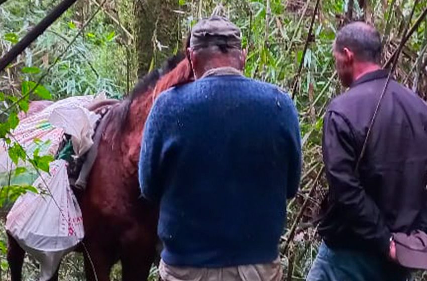 Interceptan a cazadores furtivos dentro del Parque Provincial Urugua-í 5 Interceptan a cazadores furtivos dentro del Parque Provincial Urugua-í