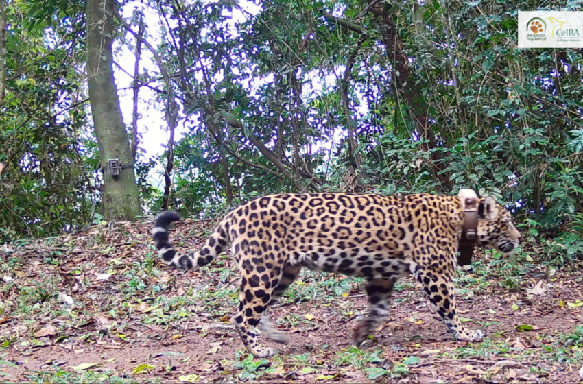 Monitoreo de yaguaretés en la Selva Misionera: estiman 84 ejemplares y alertan por una disminución poblacional 5 Monitoreo de yaguaretés en la Selva Misionera: estiman 84 ejemplares y alertan por una disminución poblacional