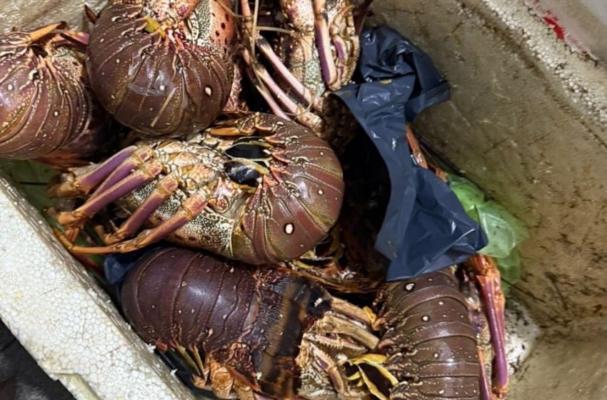  Senasa decomisó 15 kilos de langosta sin documentación sanitaria en el Aeropuerto de Puerto Iguazú