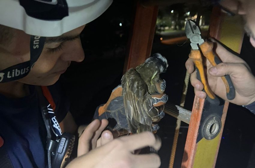  Video: Bomberos Voluntarios de Iguazú rescataron a un ave atrapada en hilos de tanza