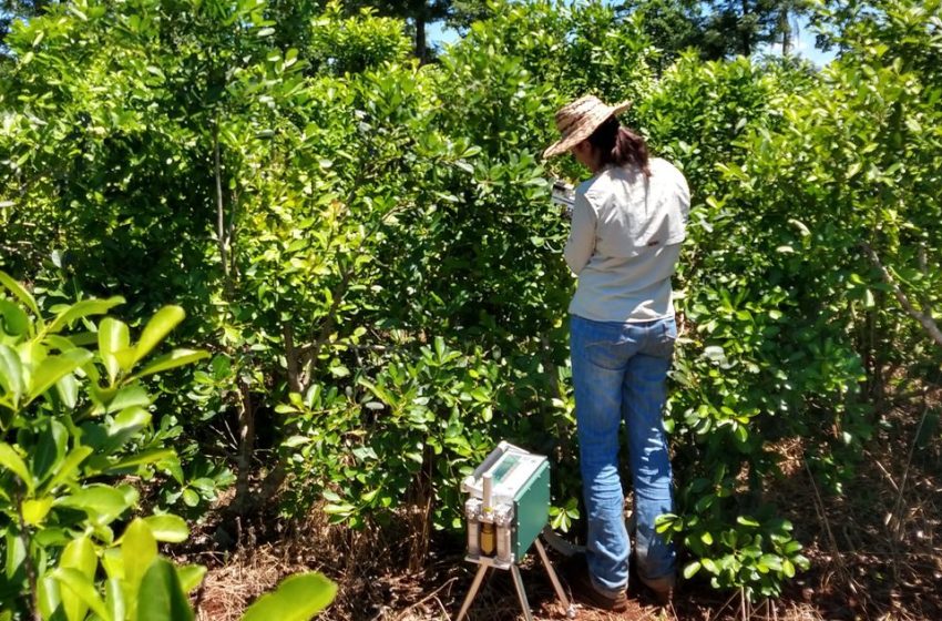  Estudian la incorporación de otros árboles en las plantaciones de yerba mate para mejorar el rendimiento del cultivo