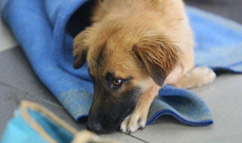  “Patas Coloradas”: Campaña Solidaria de Castración en el Barrio 1° de Mayo de Puerto Iguazú