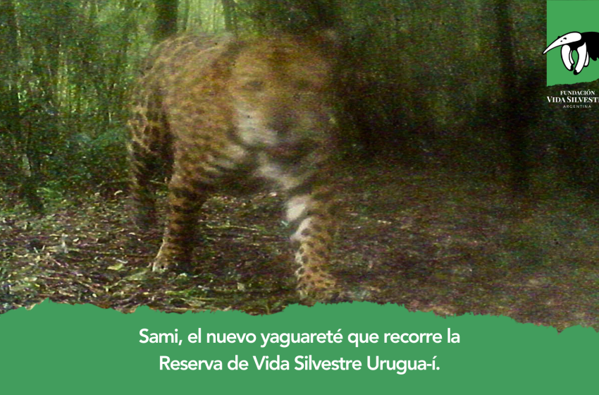  Un nuevo yaguareté en la Reserva de Vida Silvestre Urugua-í