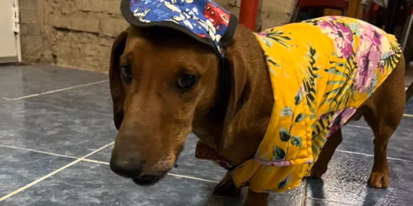  Sus perros salchicha le ladraron a una moto en Neuquén y recibió una altísima multa