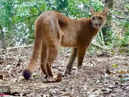  Confirman la presencia de un puma tras ataque a una oveja en Parque Nacional Iguazu, en Medianeira