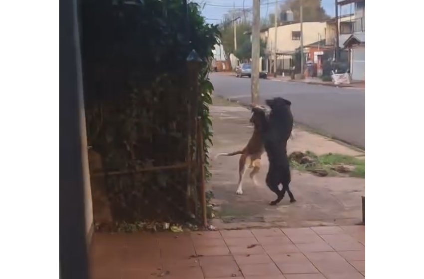  Vecino denuncia la presencia de un perro agresivo sin control en la vía pública