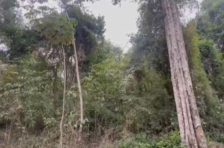  Alarma por la tala de árboles en las 600 hectáreas: un reclamo urgente por el futuro ambiental de Iguazú