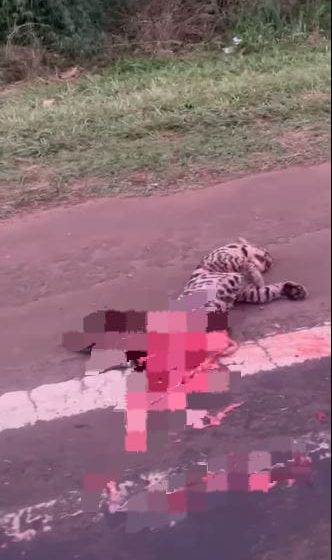 Otro ocelote muerto sobre la Ruta 12: piden urgencia en la homologación de radares para evitar más atropellamientos 5 Otro ocelote muerto sobre la Ruta 12: piden urgencia en la homologación de radares para evitar más atropellamientos
