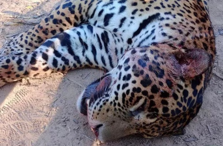  Condenaron a cazadores que mataron a un Yaguareté en Formosa