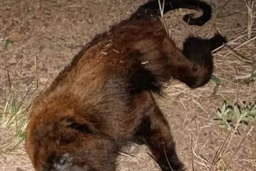  San Pedro: atropellaron un mono carayá rojo sobre ruta 14