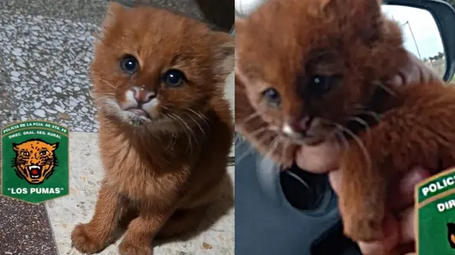 Rescataron un cachorro de puma yaguarundí en Santa Fe y detectaron otro caso en Salta 6 Rescataron un cachorro de puma yaguarundí en Santa Fe y detectaron otro caso en Salta
