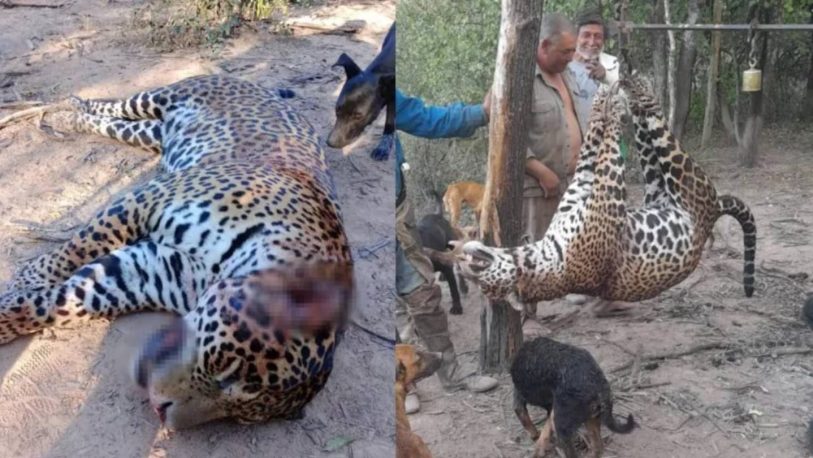  Comienza un juicio histórico por la caza de un yaguareté en Formosa
