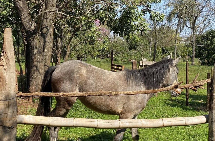  Proyecto de Ley: buscan crear el primer Juzgado de Protección Animal en Misiones