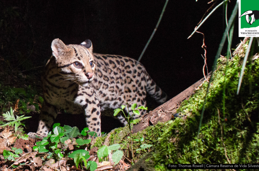  Huellita, la ocelote más longeva del mundo vive en Misiones