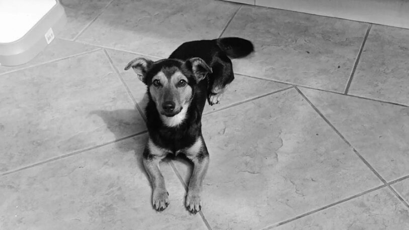  Crisis de abandono animal: solo el 10% de los perros callejeros son adoptados