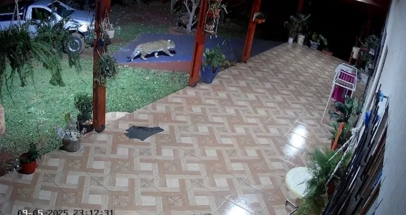  Una yaguareté sorprendió a una familia en una vivienda en las 2000 hectáreas