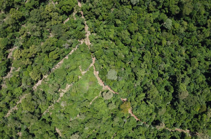  Una empresa ya plantó 200.000 árboles nativos en Misiones y proyecta expandir su impacto regenerativo