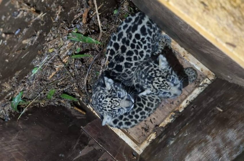  Iguazú: Éxito en operativo para la captura y reubicación de la yaguareté «Pará» y sus cachorros