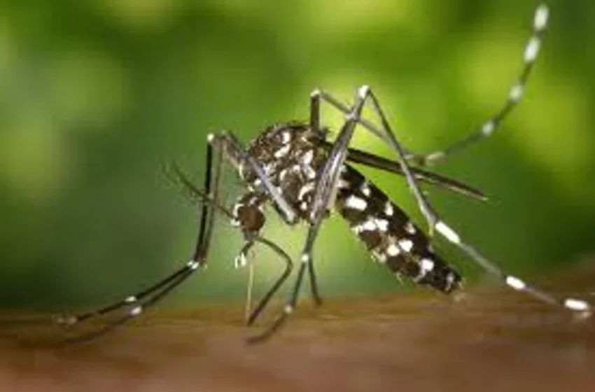  Inauguraron en Brasil una fábrica de mosquitos modificados para combatir el dengue