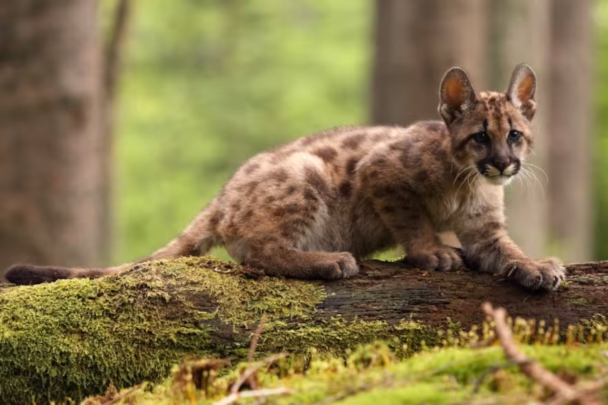 Mató a garrotazos un cachorro de puma, filmó el ataque y la condena fue terminar el secundario