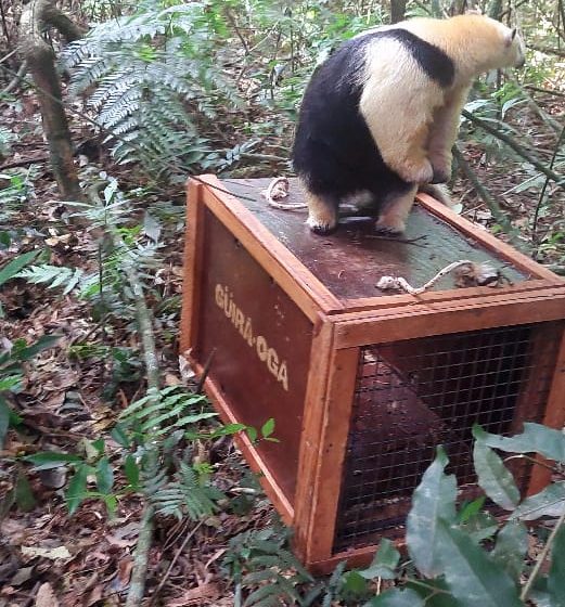  Liberan fauna rehabilitada en el Parque Provincial Puerto Península