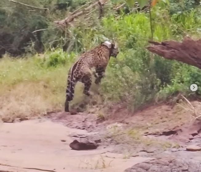  Un encuentro salvaje en la costa del río Iguazú