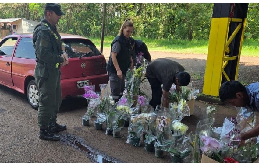  Contrabando: incautaron 49 plantas de orquídeas sin certificación