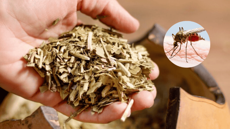  Investigadores de Misiones estudian la yerba mate como posible antiviral contra el dengue