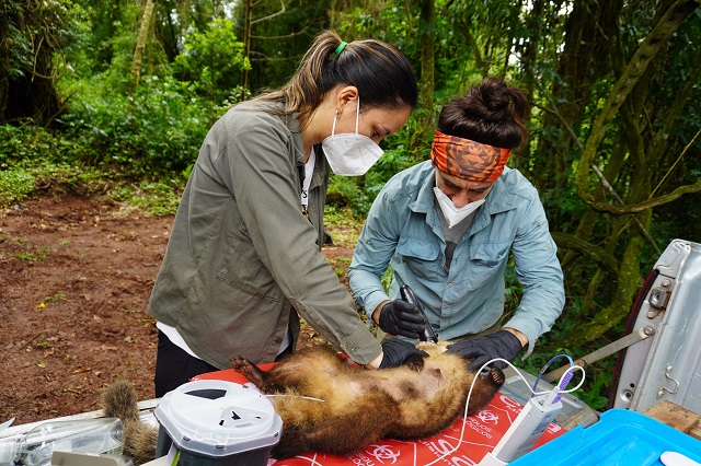  Investigación busca evaluar el impacto del contacto humano en la salud de los coatíes
