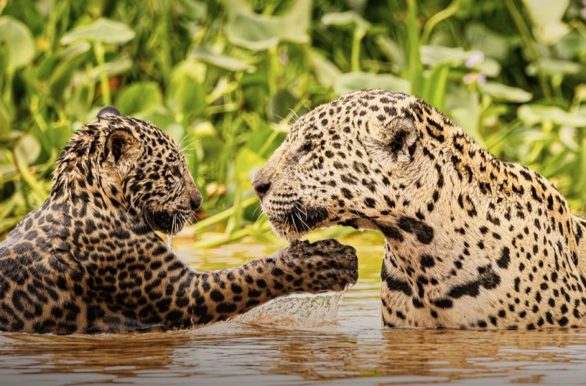  El gran día del Yaguareté: Naturaleza, juegos y comunidad