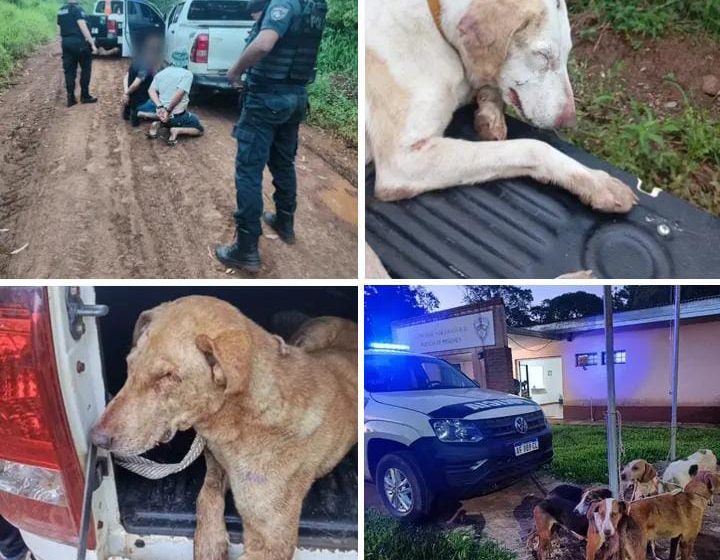  Eldorado: Tres hombres detenidos con perros desnutridos presuntamente usados para caza furtiva