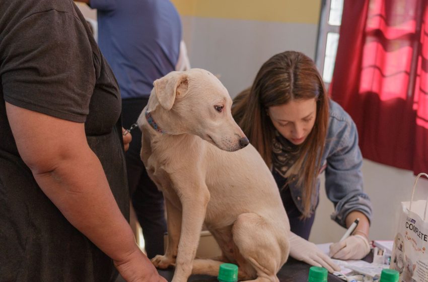  “Patas Coloradas”: 2° edición de la campaña solidaria de castración en el Barrio 1° de Mayo de Puerto Iguazú
