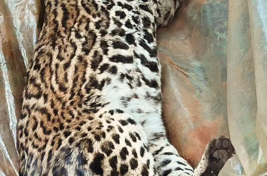  Investigan un nuevo caso de atropellamiento de fauna en Misiones: apareció un gato onza muerto en Andresito