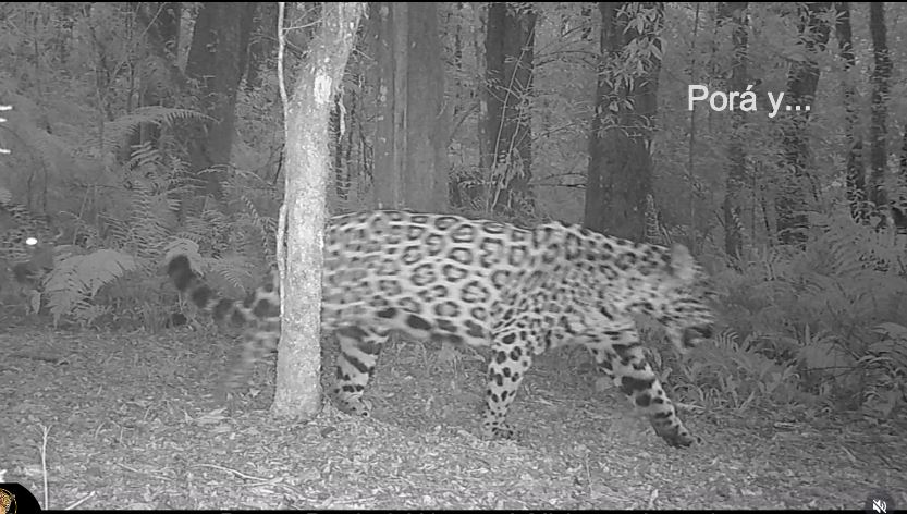  Red Yaguareté difundió un valioso registro de PORÁ junto a otro ejemplar en Misiones