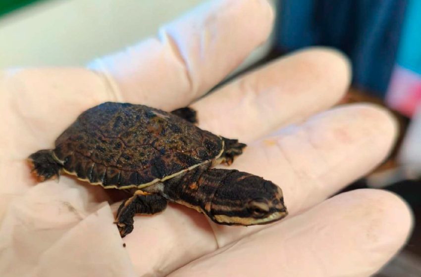  Se agranda la familia en Cataratas: comienza la temporada de eclosión de la tortuga herradura