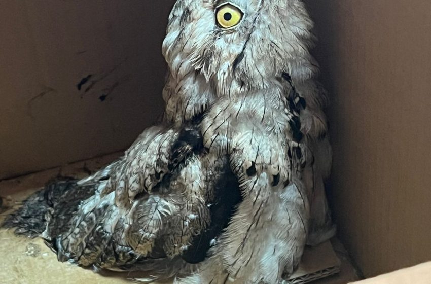  Rescate de Pichón de Urutaú: Bomberos y Refugio Güirá Oga Actúan en Coordinación