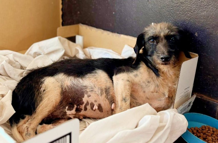  Rescatan  a una perra herida, fue asistida y busca quien la adopte