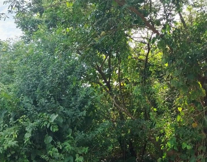  Vecinos del barrio Obrero denuncian inseguridad y piden limpieza en el predio de Radio Nacional Iguazú