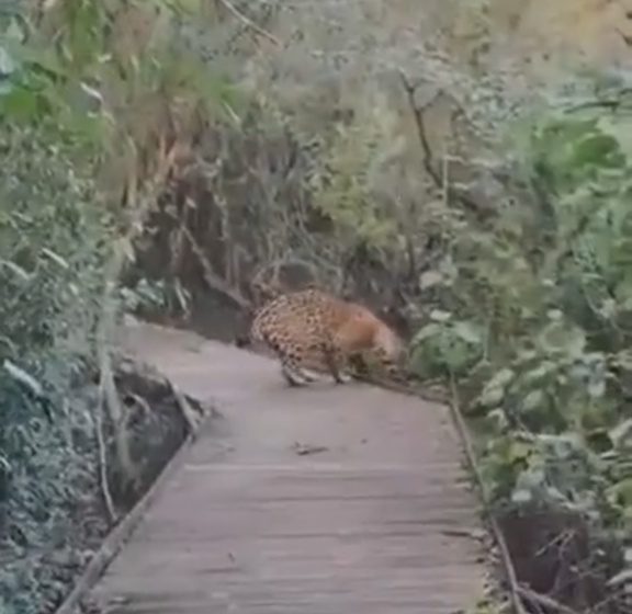  Video: por primera vez turistas logran filmar a un yaguareté a pocos metros en los Esteros del Iberá