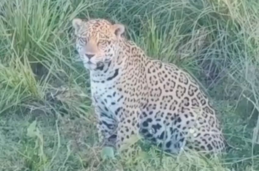  Sorpresa en Corrientes: turistas lograron filmar durante dos minutos a un yaguareté