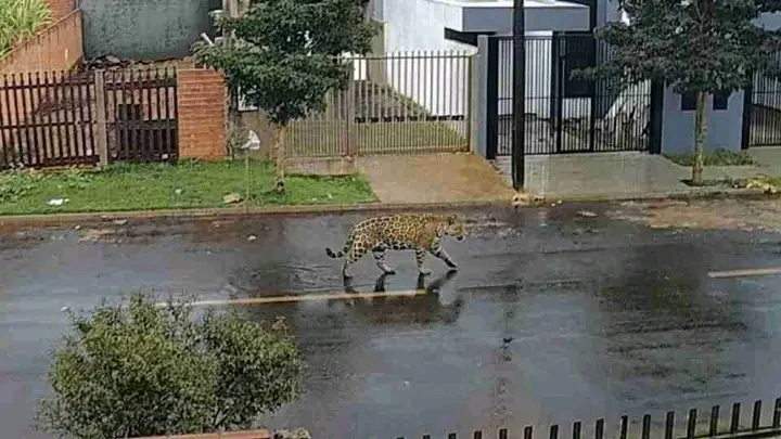  Rescataron de forma segura a un yaguareté que apareció en una zona urbana de Foz do Iguaçu