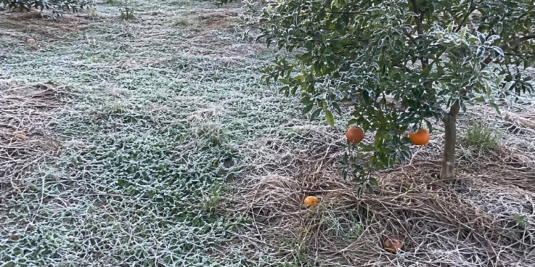  Ola polar en Misiones: varias localidades amanecieron con temperaturas de entre 3°C y 5°C