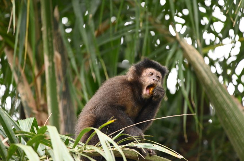  El Proyecto Caí protagoniza un nuevo encuentro del Happy Hour Científico Iguazú