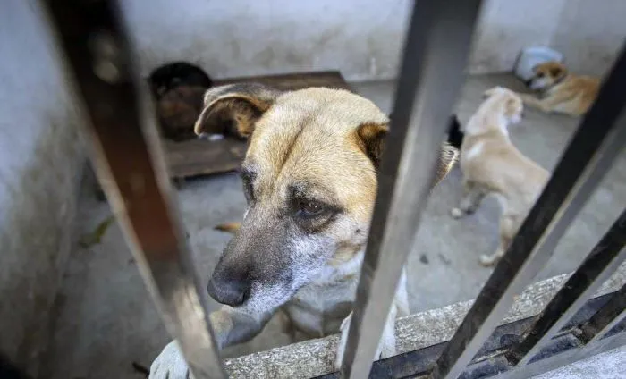  Misiones avanza hacia un nuevo paradigma de protección animal: impulsan el reconocimiento de los animales como seres sintientes