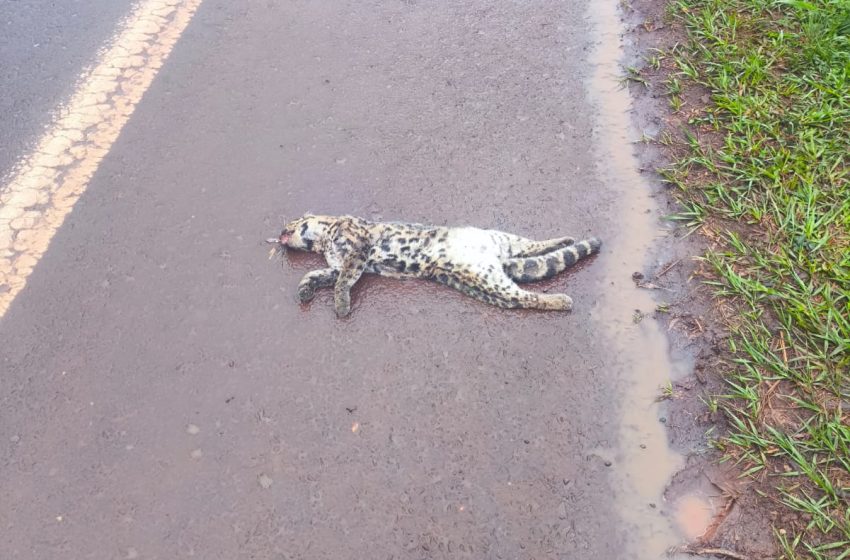  Un ocelote murió atropellado sobre la Ruta Nacional 12: la necesidad de incorporar más pasafaunas en Misiones