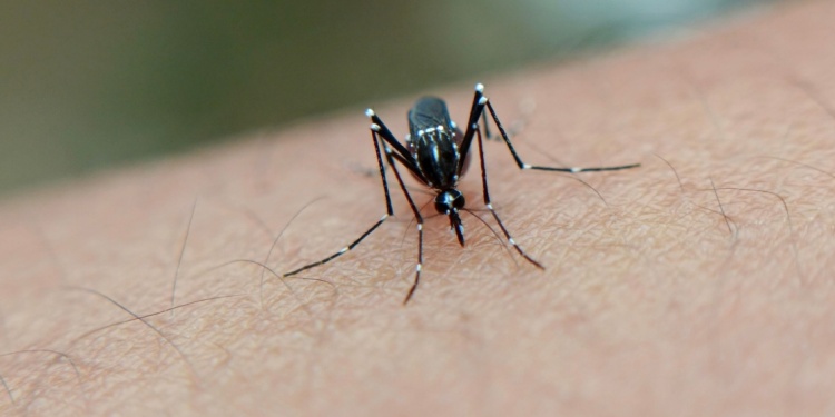  El “Súper Niño” enciende las alarmas sanitarias por el dengue